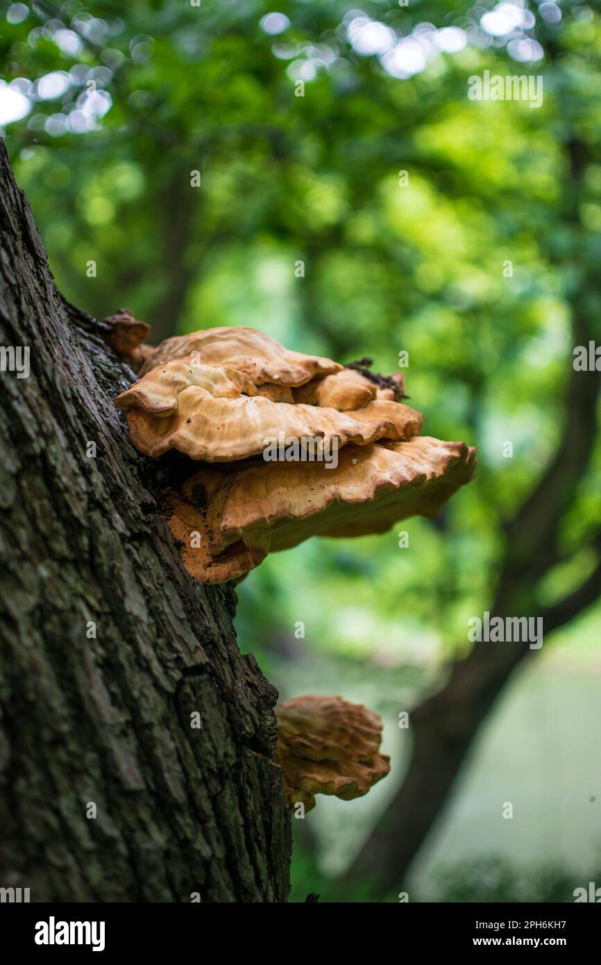 A Chicken of the Woods mushroom (Laetiporus sulphureus) sprouting from a tree. Taken near the River Wear upstream of Belmont Viaduct. Stock Photo