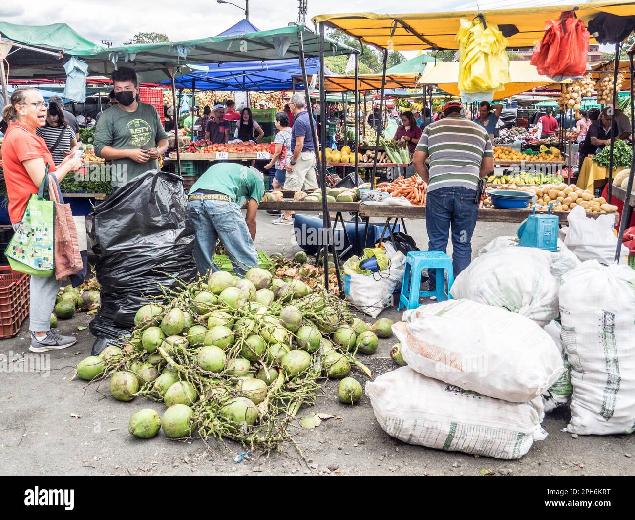 Big pile of coconuts (Cocos nucifera) at a busy farmers market in Costa