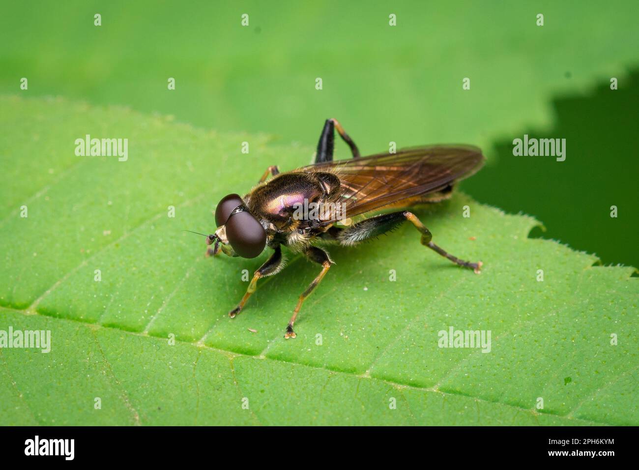 Forest Fly Insect An Brown-toed Forest Fly (Xylota segnis) resting on a leaf beside ...