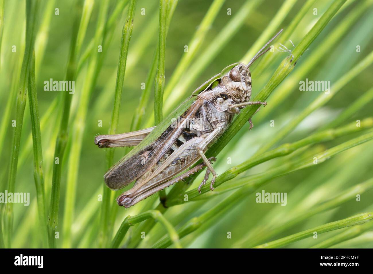 A grasshopper resting on grass, taken at Paddock Hill woods, Gateshead