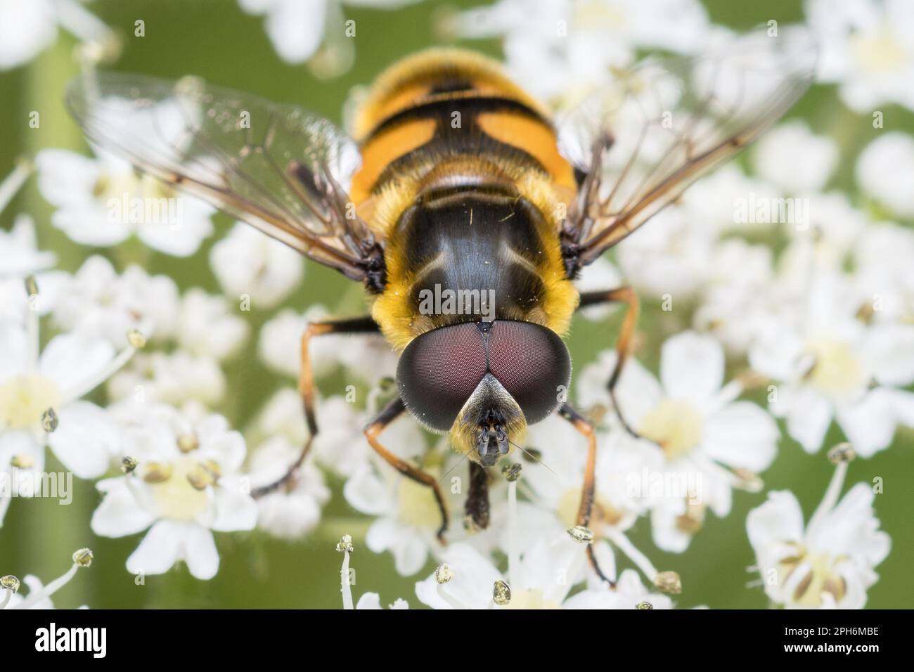 Insect warning colours hi-res stock photography and images - Alamy