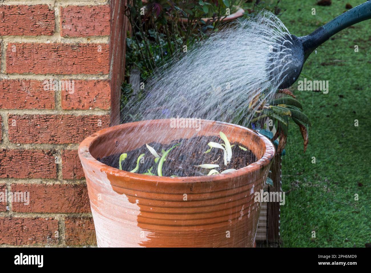 Using a watering can to water in Agapanthus plants that have just been planted into a large flowerpot. Stock Photo