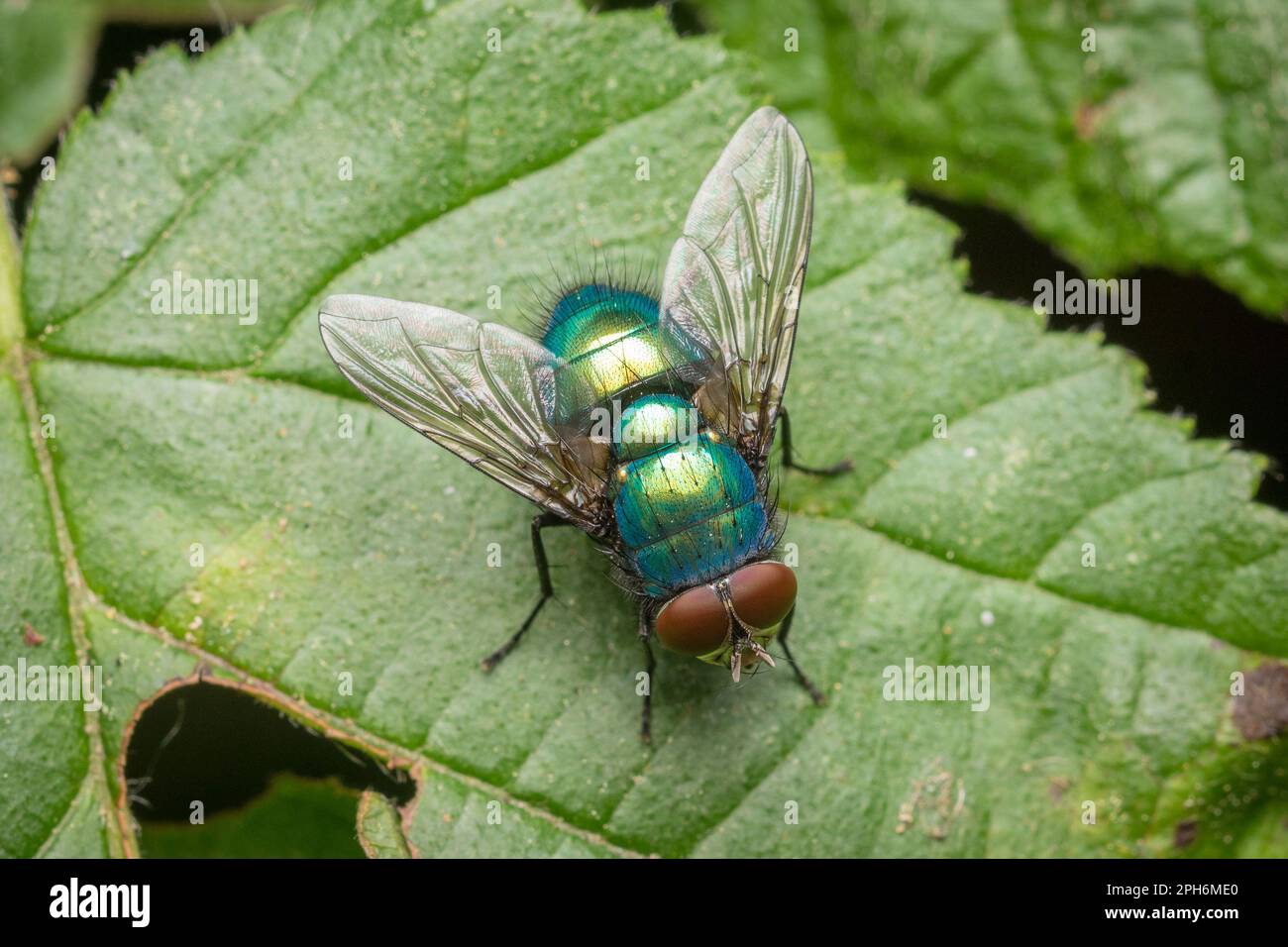 A greenbottle fly seen in the Derwent Walk Country Park, Gateshead, North East England Stock Photo