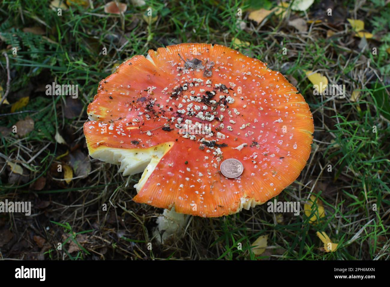 Fly agaric mushroom (Amanita muscaria), taken at Thornley Woods, Gateshead, North East England. A big specimen with a penny shown for scale! Stock Photo