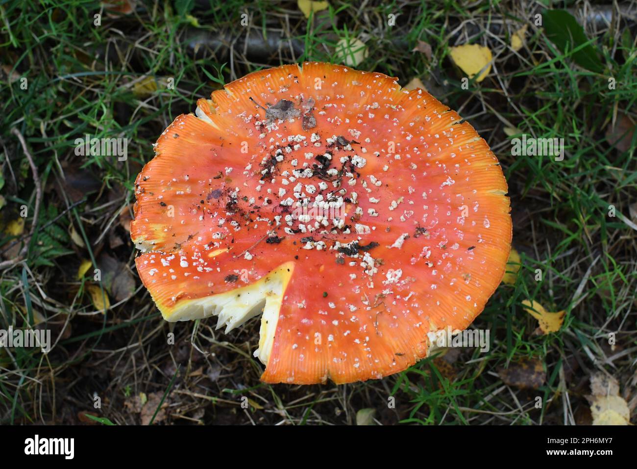 Fly agaric mushroom (Amanita muscaria), taken at Thornley Woods, Gateshead, North East England. Stock Photo