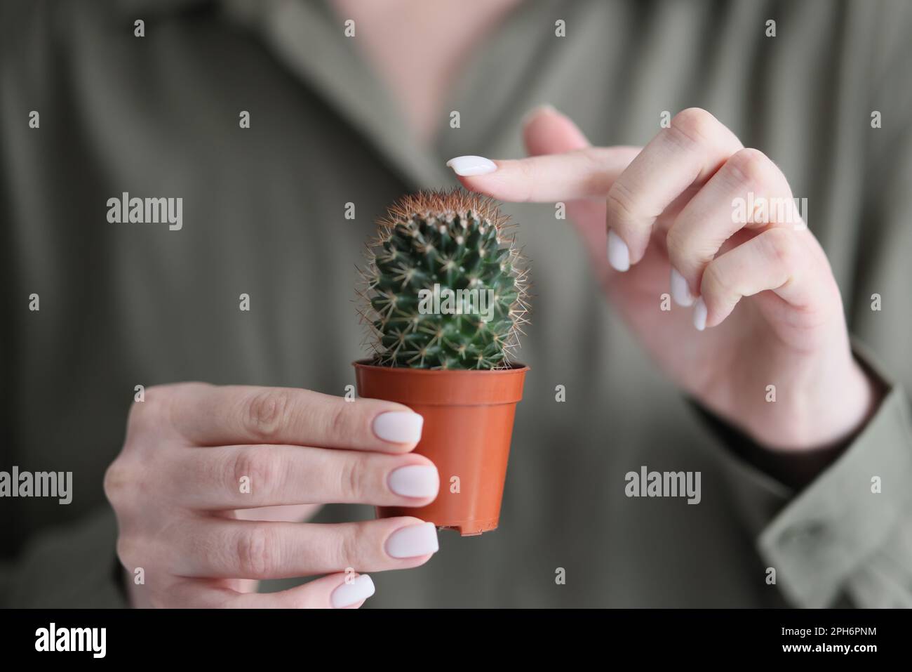 Woman touches green spiked cactus with index finger Stock Photo