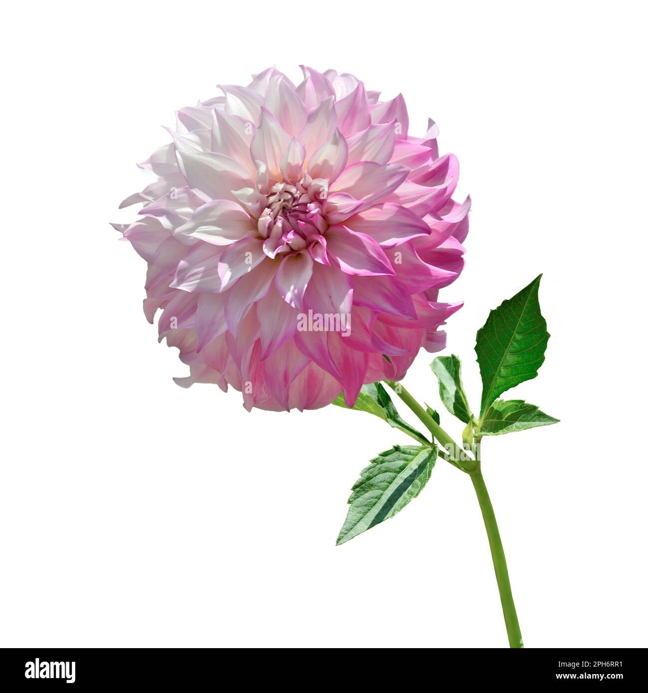 Beautiful pink -white dahlia flower head in full blossom close up, on white background isolated. Delicate decorative Dahlia flower with stem and leave Stock Photo
