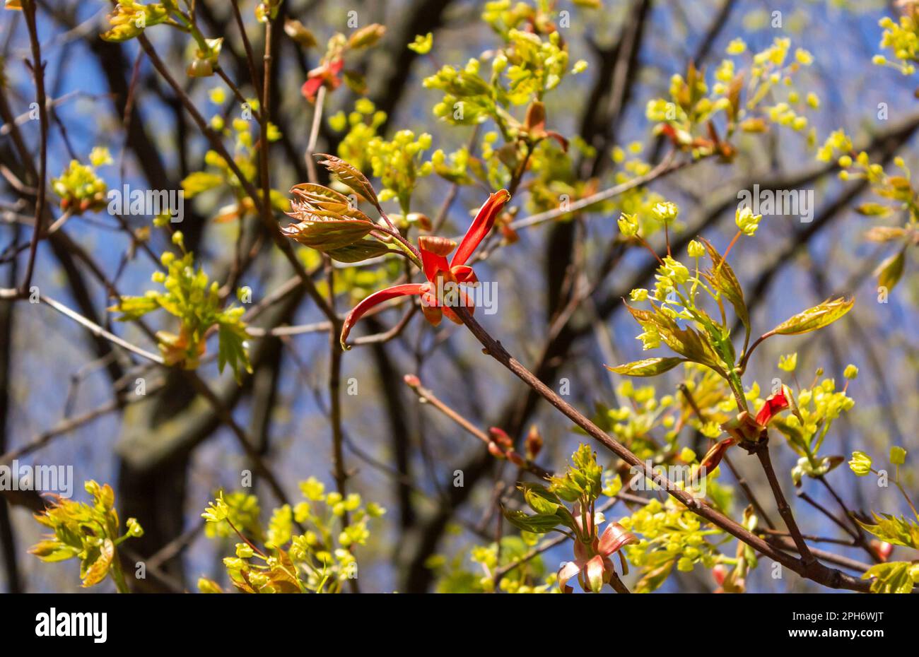 Spring. A tree with the Latin name Acer platanoides 'Crimson Sentry' grows in Europe in a park Stock Photo