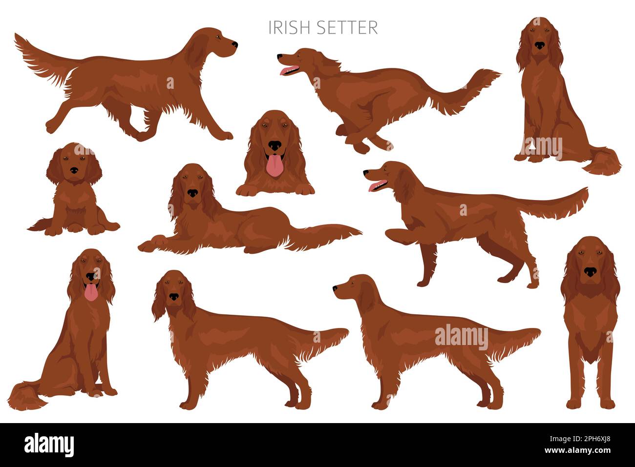 Irish red setter clipart. Different poses, coat colors set. Vector