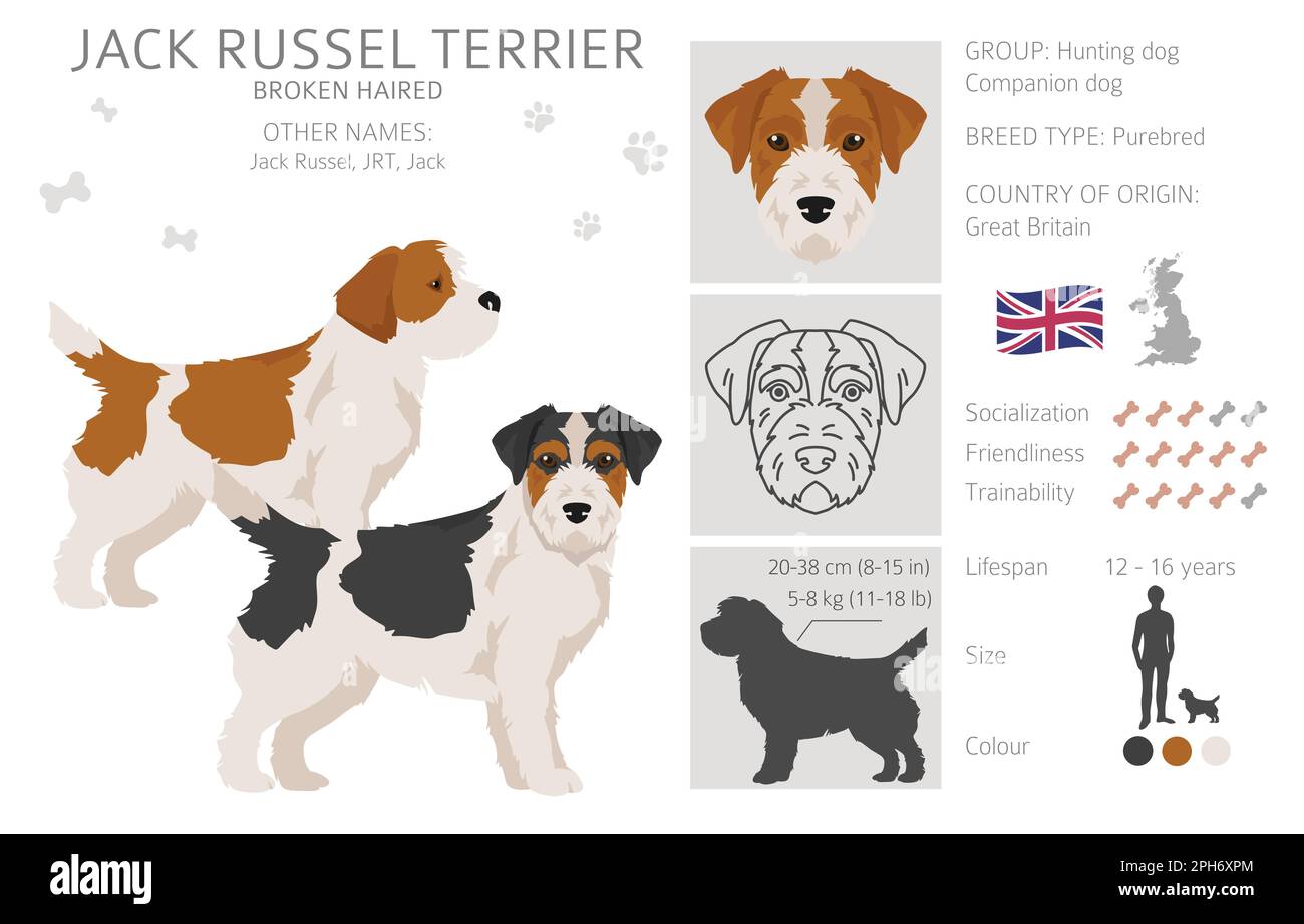 Jack Russel terrier in different poses and coat colors. Smooth coat and