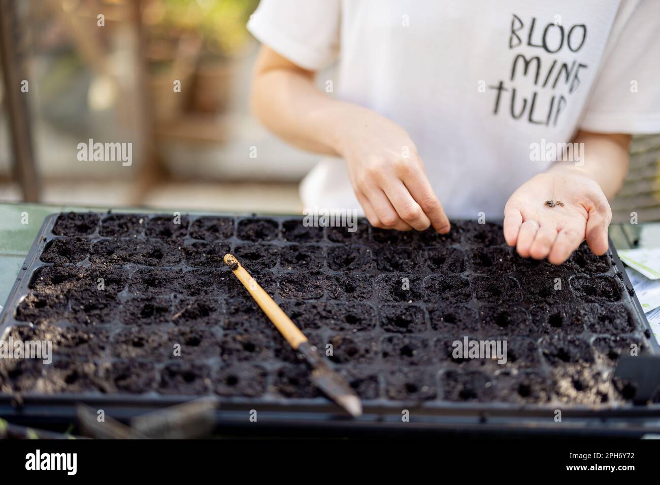 The process of sowing seeds into seedling trays Stock Photo Alamy