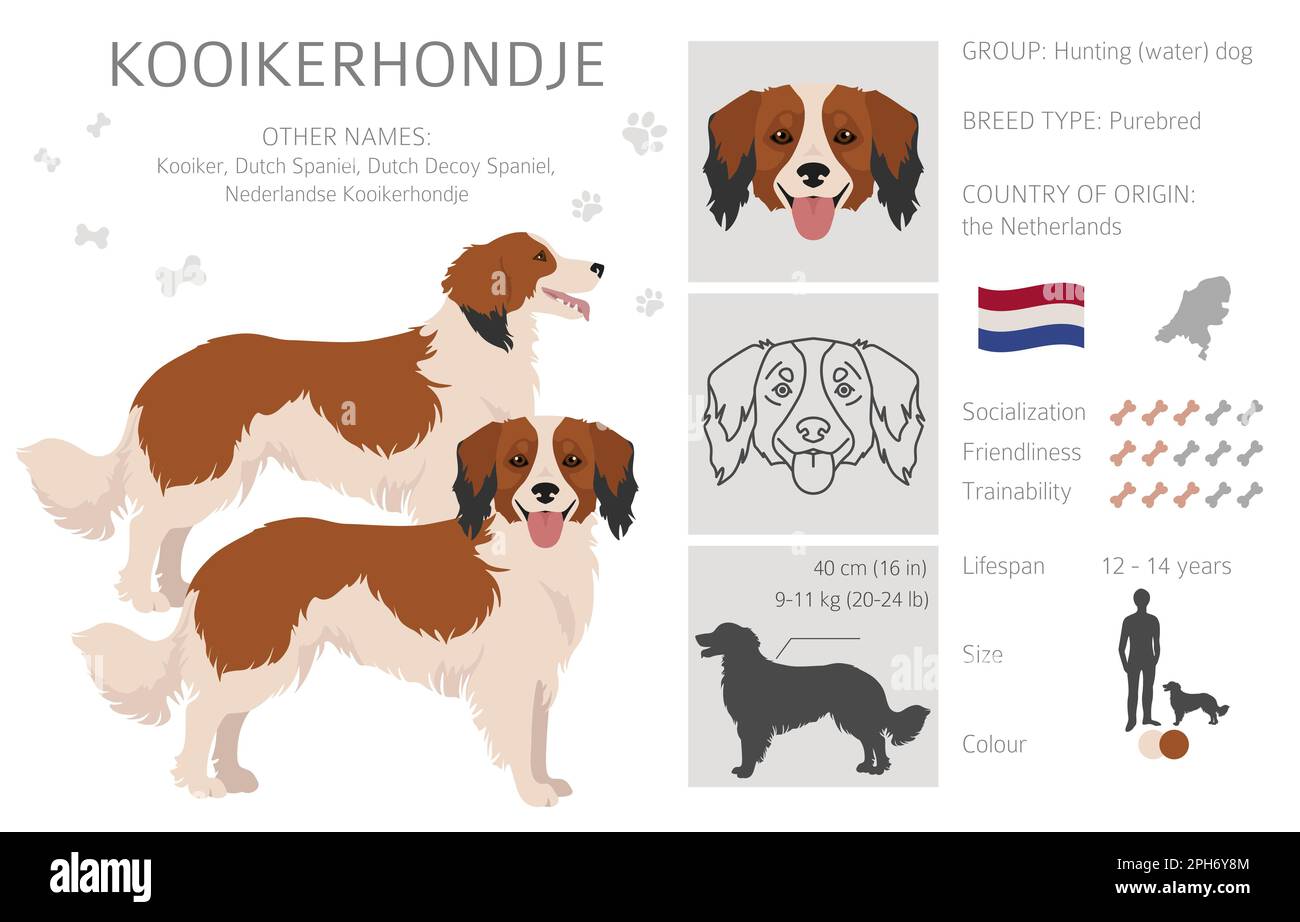 Kooikerhondje clipart. Different poses, coat colors set.  Vector illustration Stock Vector