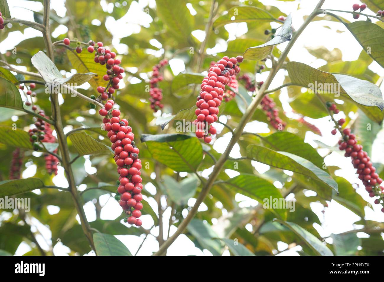 Bignay, Antidesma bunius, ripe fruit in a park in Sopo, Cundinamarca, Colombia. Stock Photo