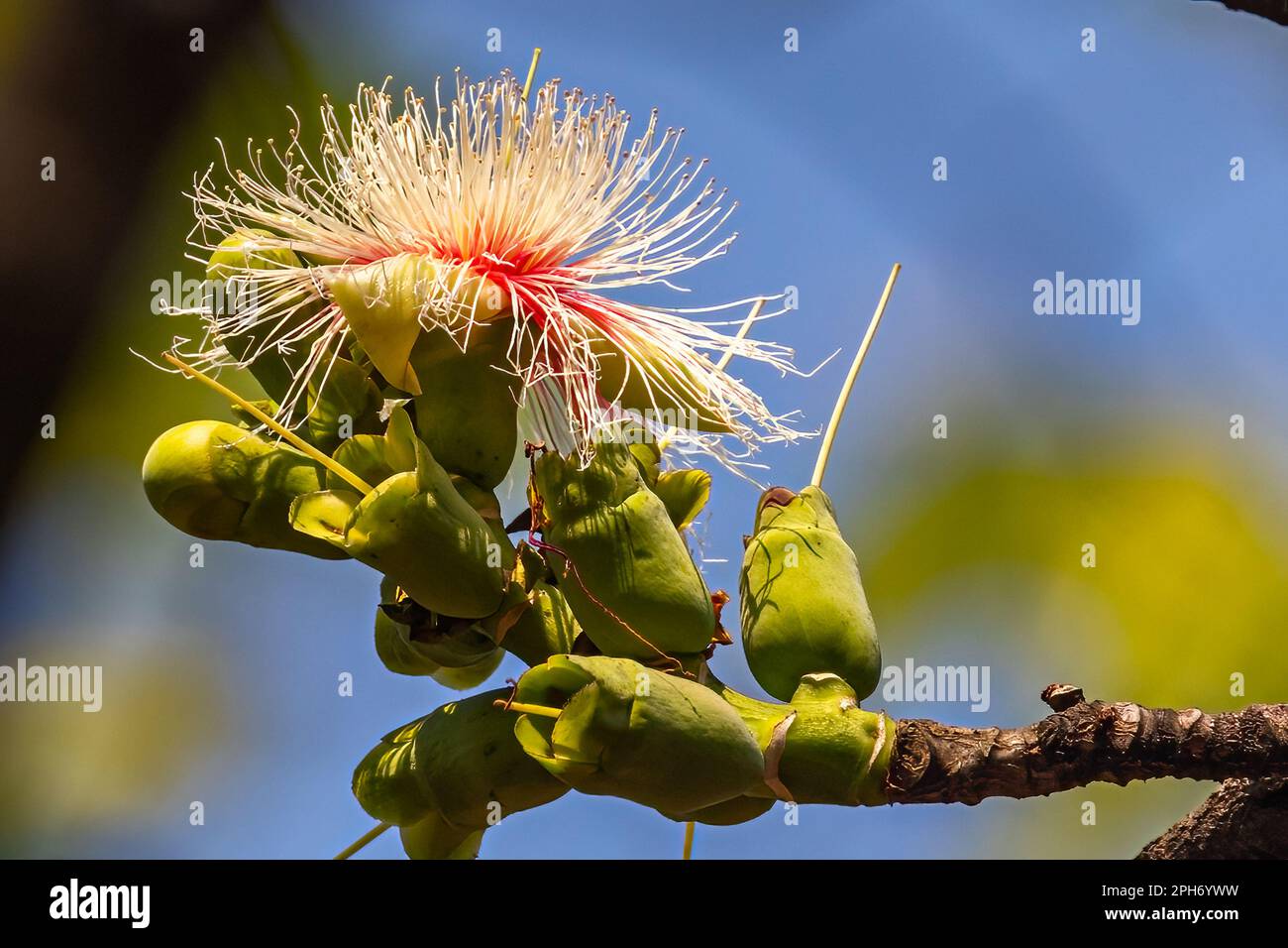 White vat flower hires stock photography and images Alamy