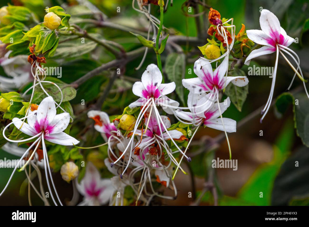 A bunch of white vat flowers Stock Photo Alamy
