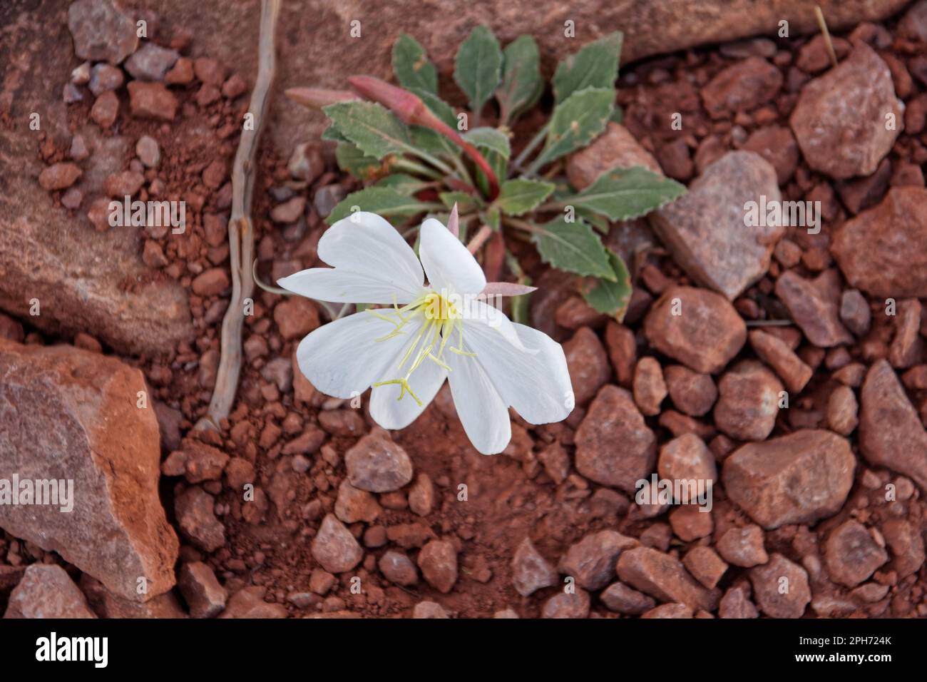 A lonely flower growing out of the dirt in Arches national Park, Utah, USA Stock Photo