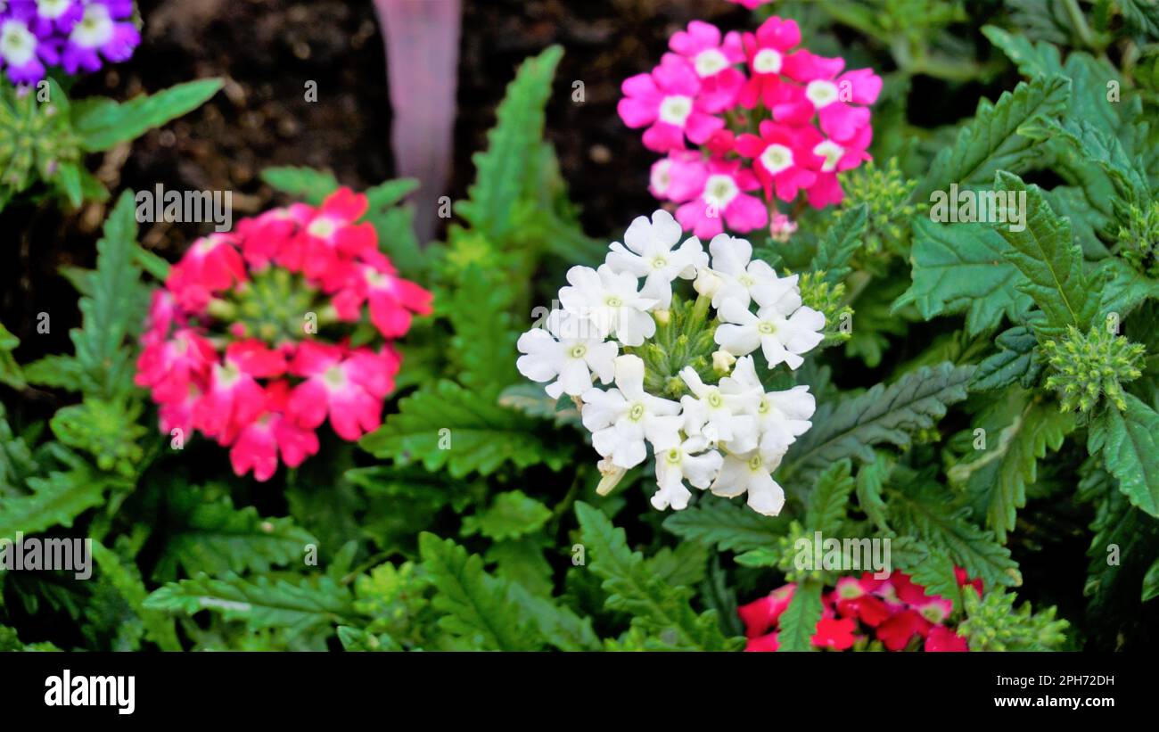 Closeup of flowers of multi color flowers of Garden, Common, Hybrid vervain with dark green leaves background. Wallpaper image. Stock Photo