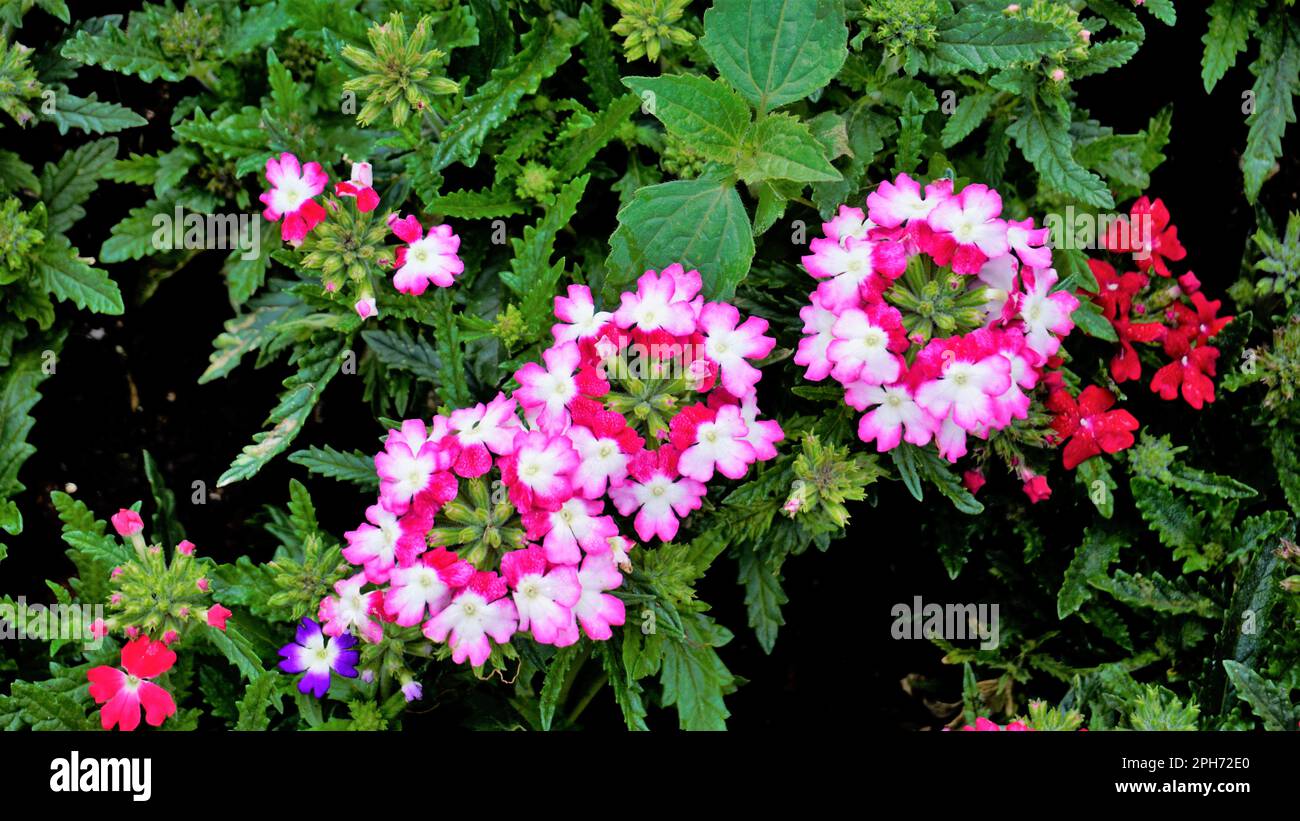 Closeup of flowers of multi color flowers of Garden, Common, Hybrid vervain with dark green leaves background. Wallpaper image. Stock Photo