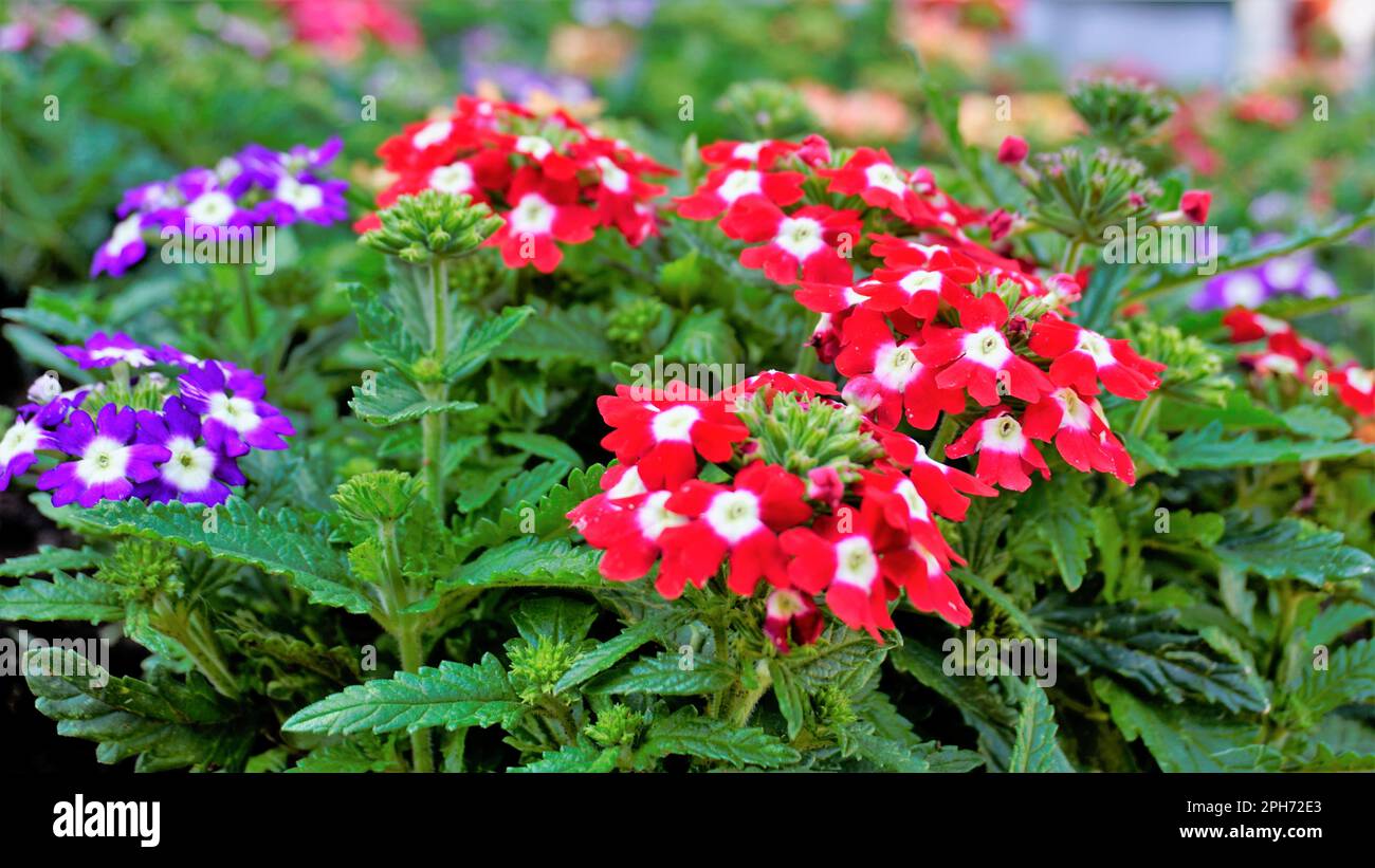 Closeup of flowers of multi color flowers of Garden, Common, Hybrid vervain with dark green leaves background. Wallpaper image. Stock Photo