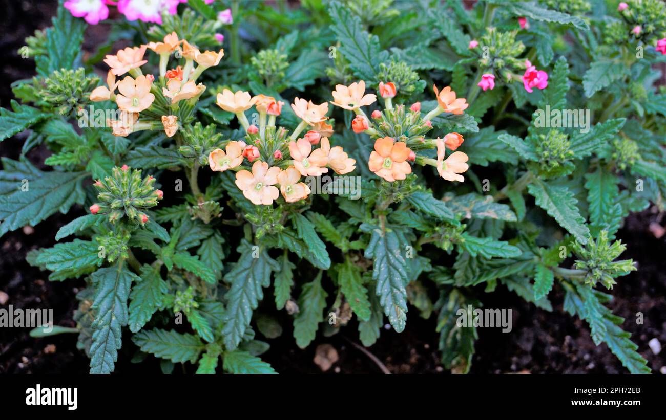 Closeup of flowers of multi color flowers of Garden, Common, Hybrid vervain with dark green leaves background. Wallpaper image. Stock Photo