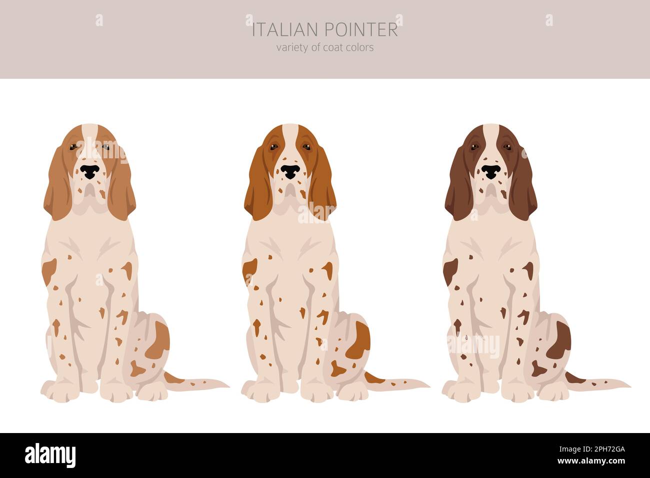 Italian pointer clipart. Different poses, coat colors set. Vector ...