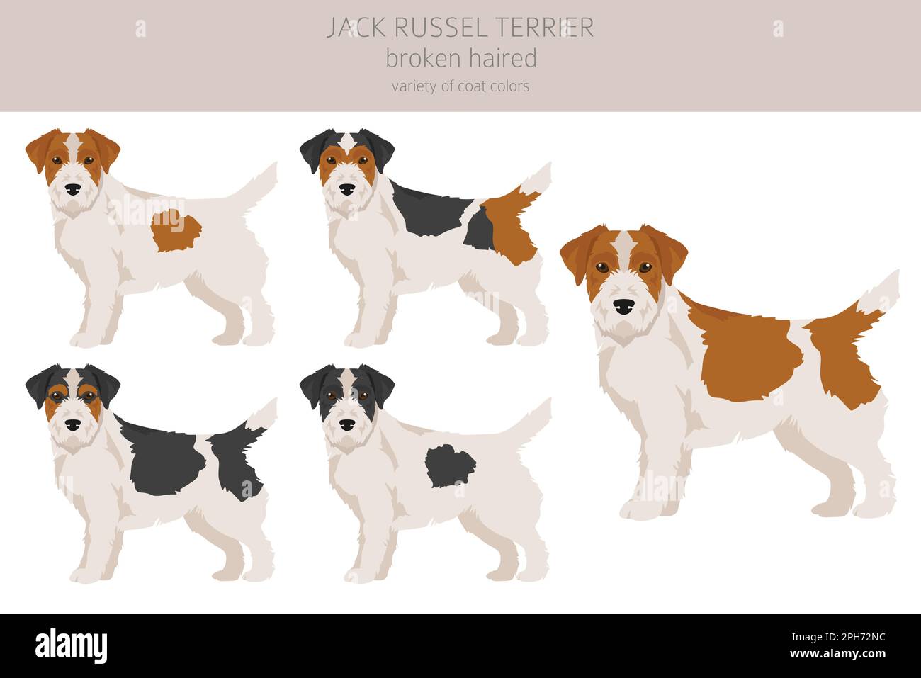 Jack Russel terrier in different poses and coat colors. Smooth coat and