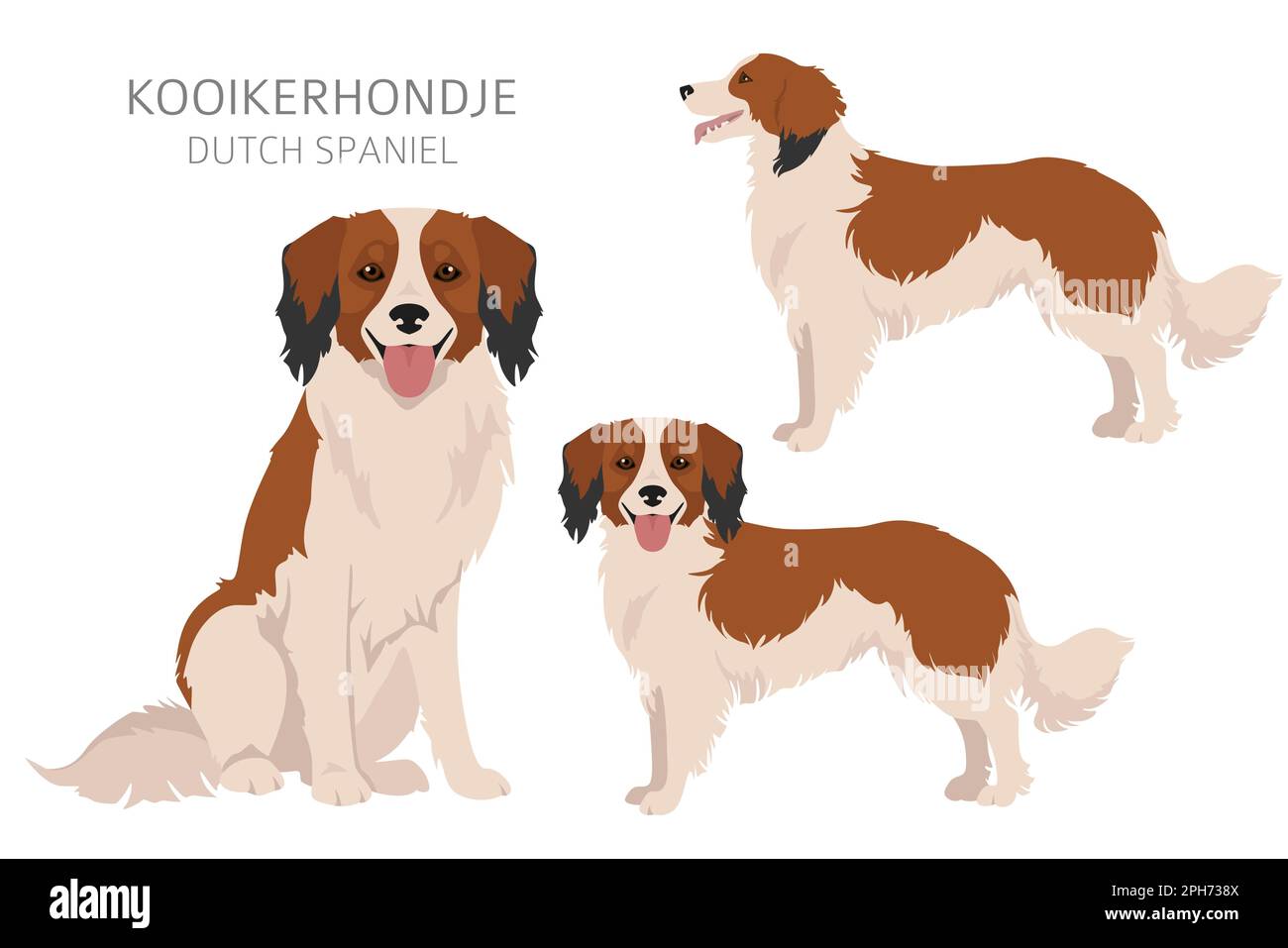 Kooikerhondje clipart. Different poses, coat colors set.  Vector illustration Stock Vector