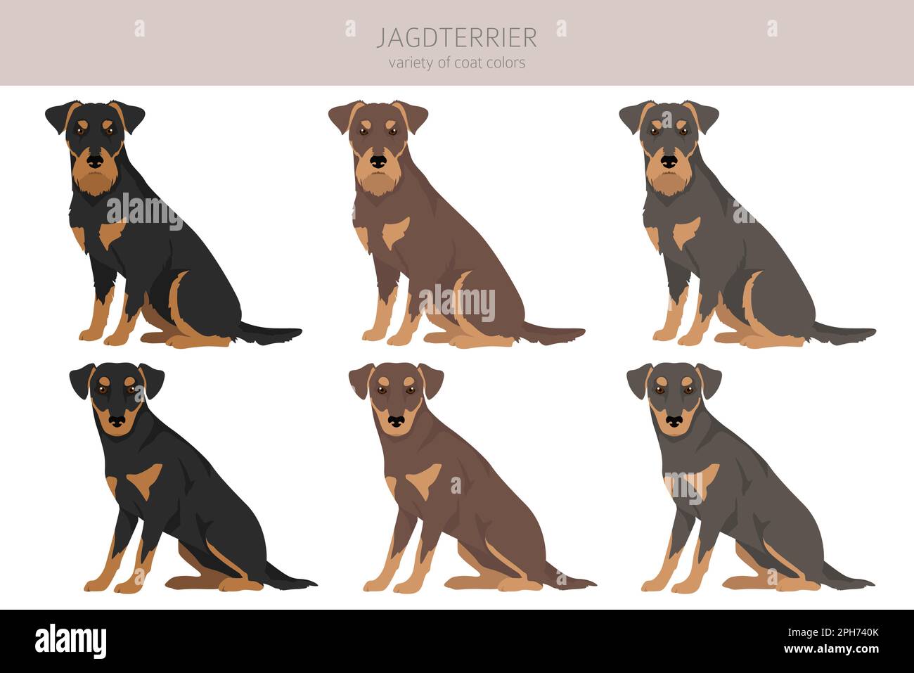 Jagdterrier clipart. Different poses, coat colors set.  Vector illustration Stock Vector