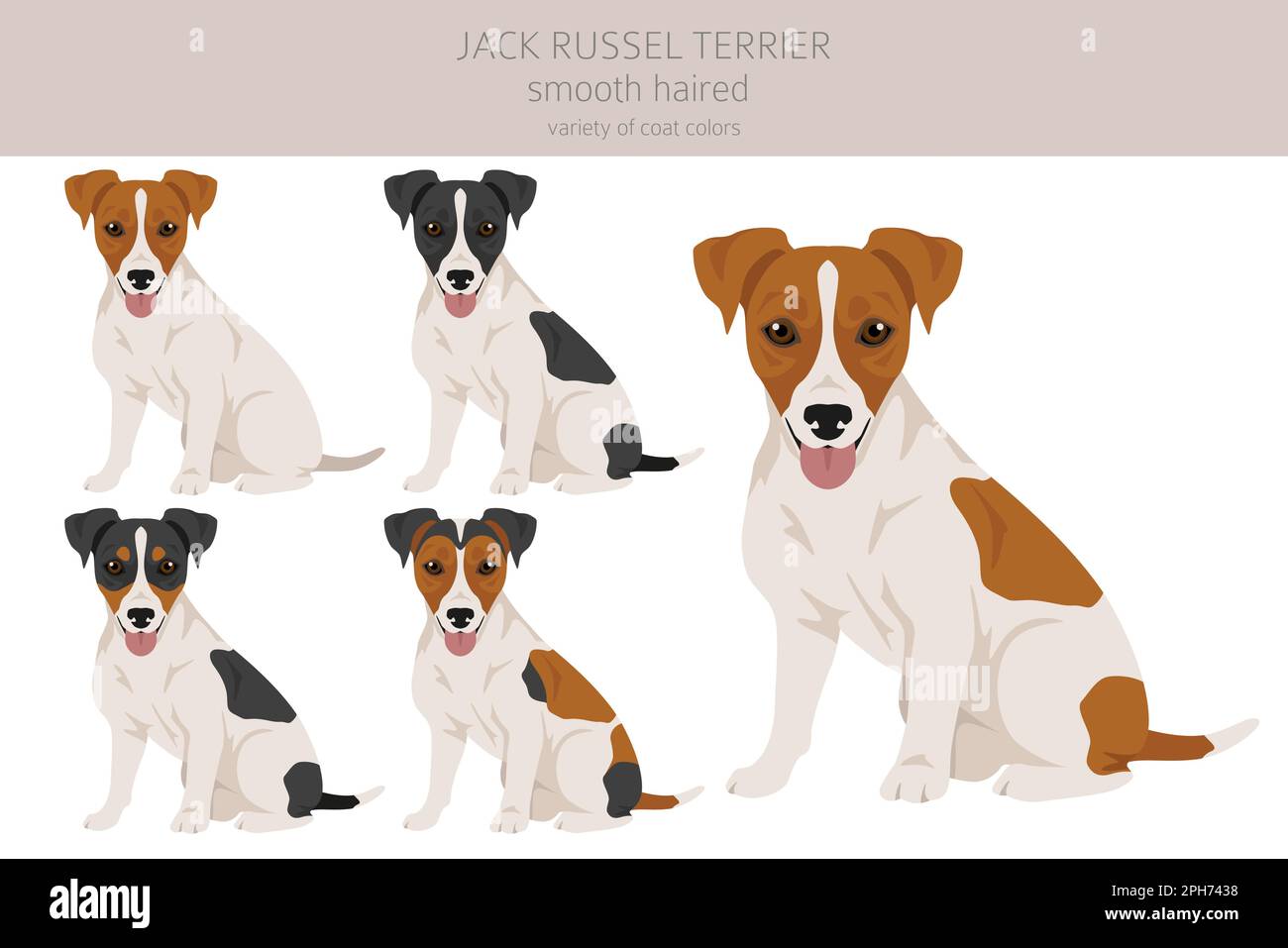 Jack Russel terrier in different poses and coat colors. Smooth coat and