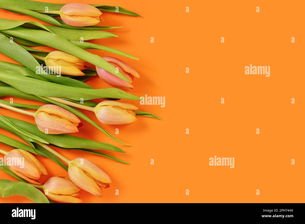 Tulip spring flowers on orange background with copy space Stock Photo