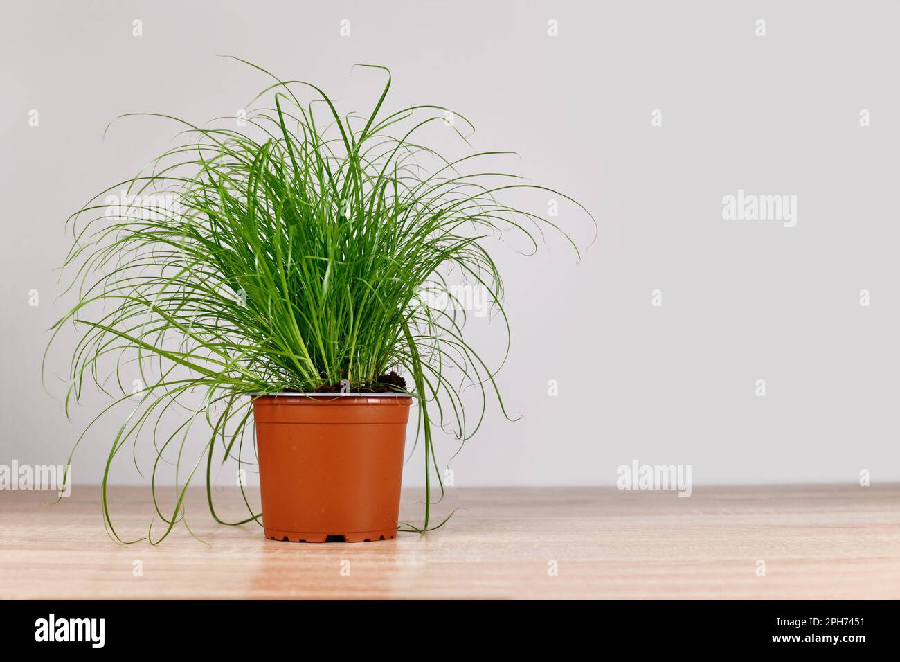 Potted grass 'Cyperus Zumula' used for cats to help them throw up hair