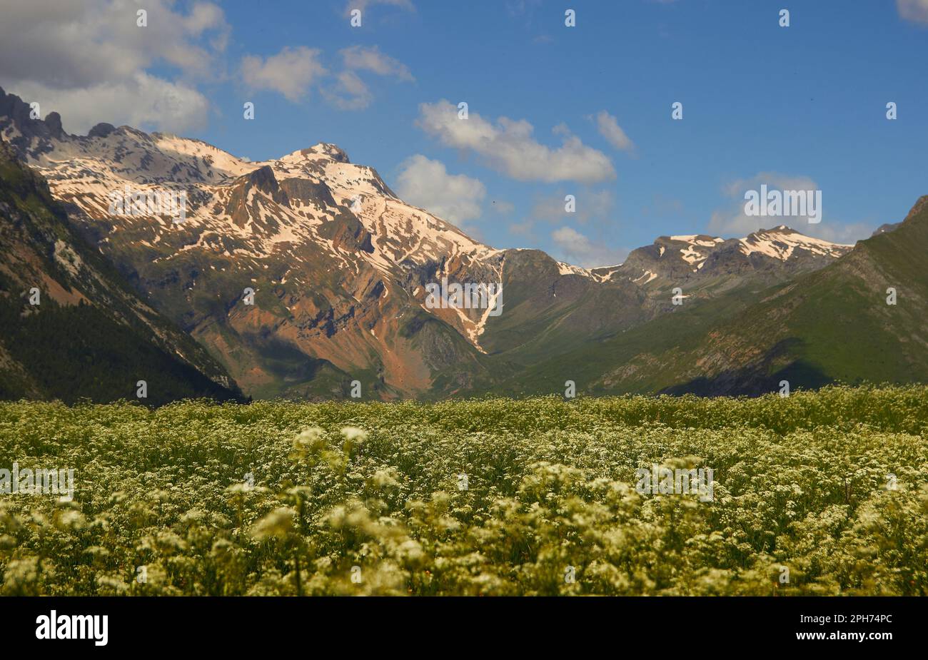 landscape of a mountain meadow full of spring flowers, in the background are some large mountains with snow on their peaks, green and ocher tones with Stock Photo