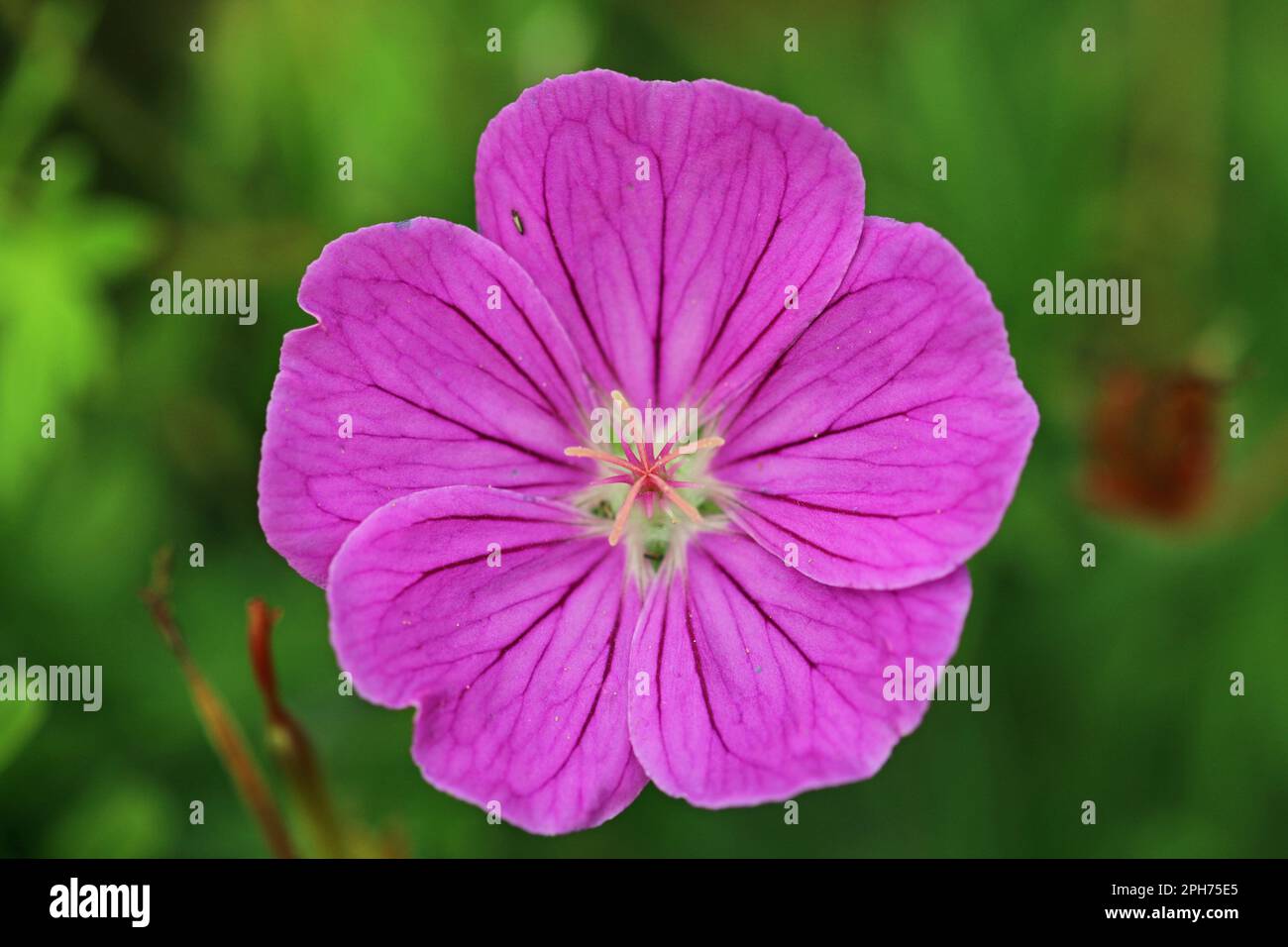 Pink cranesbill, Geranium unknown species and variety, flower with dark pink petal veins in close up with a background of blurred leaves. Stock Photo