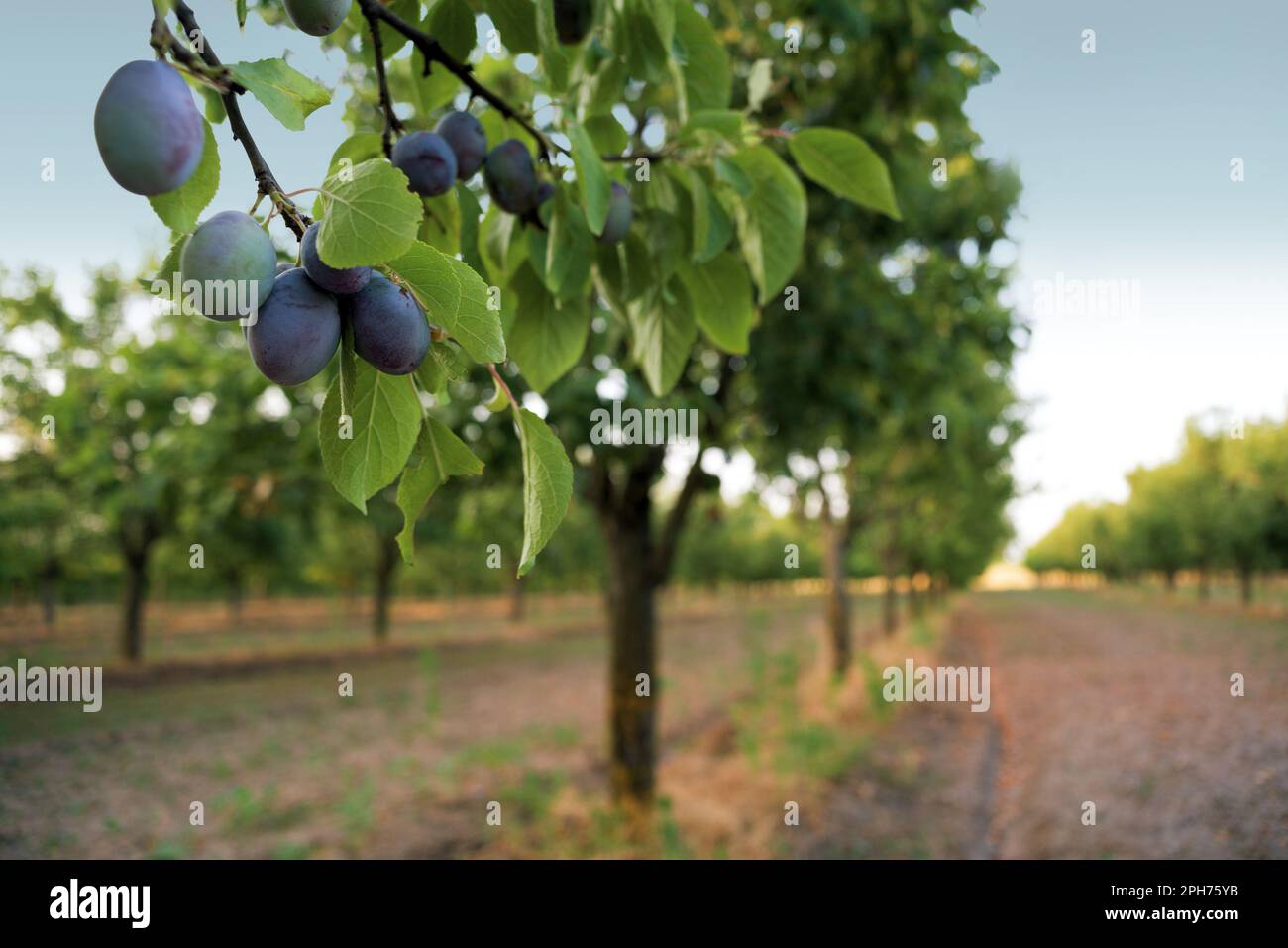 Plums on the tree Stock Photo