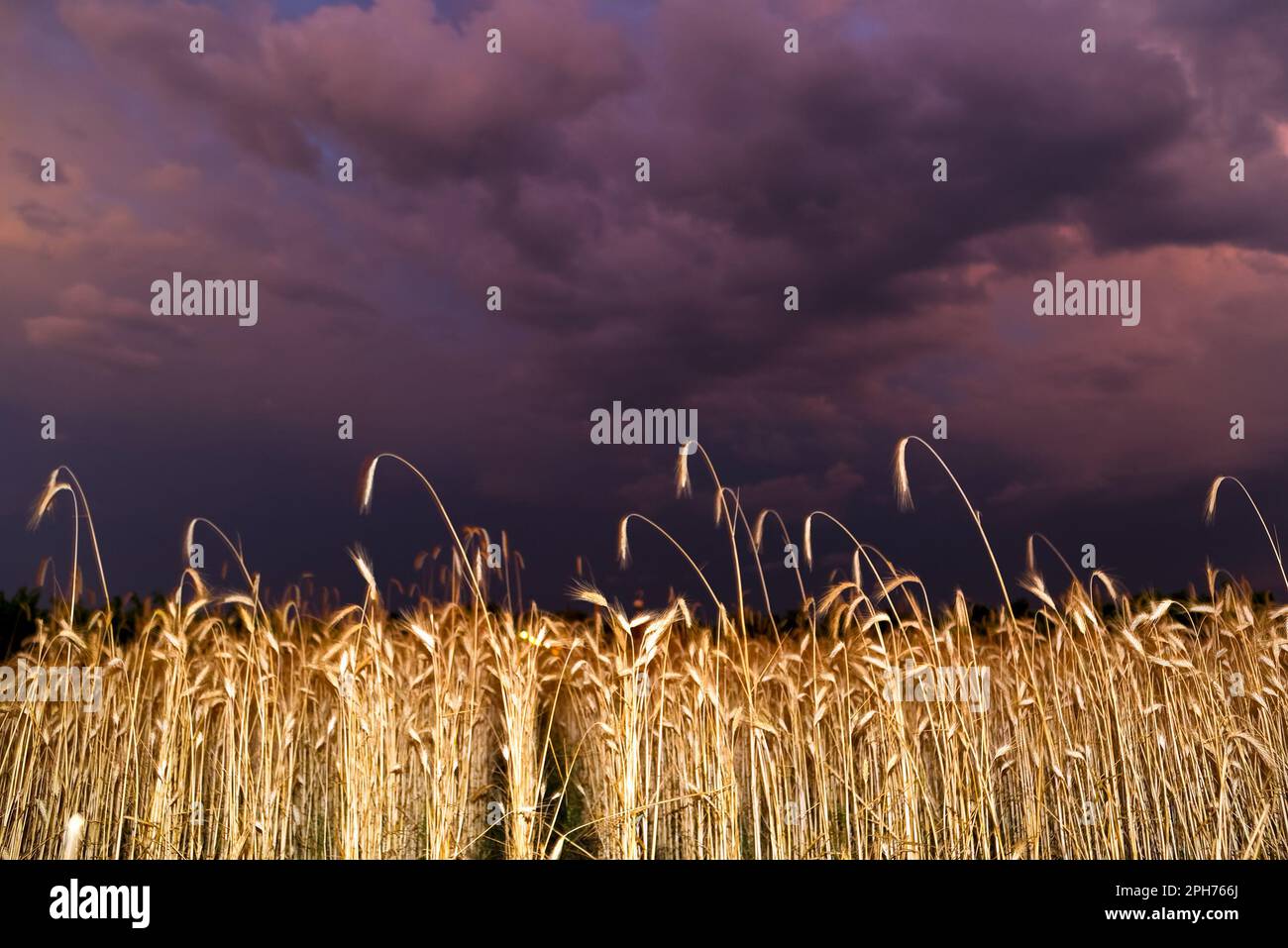 Wheat field under stormy sky Stock Photo