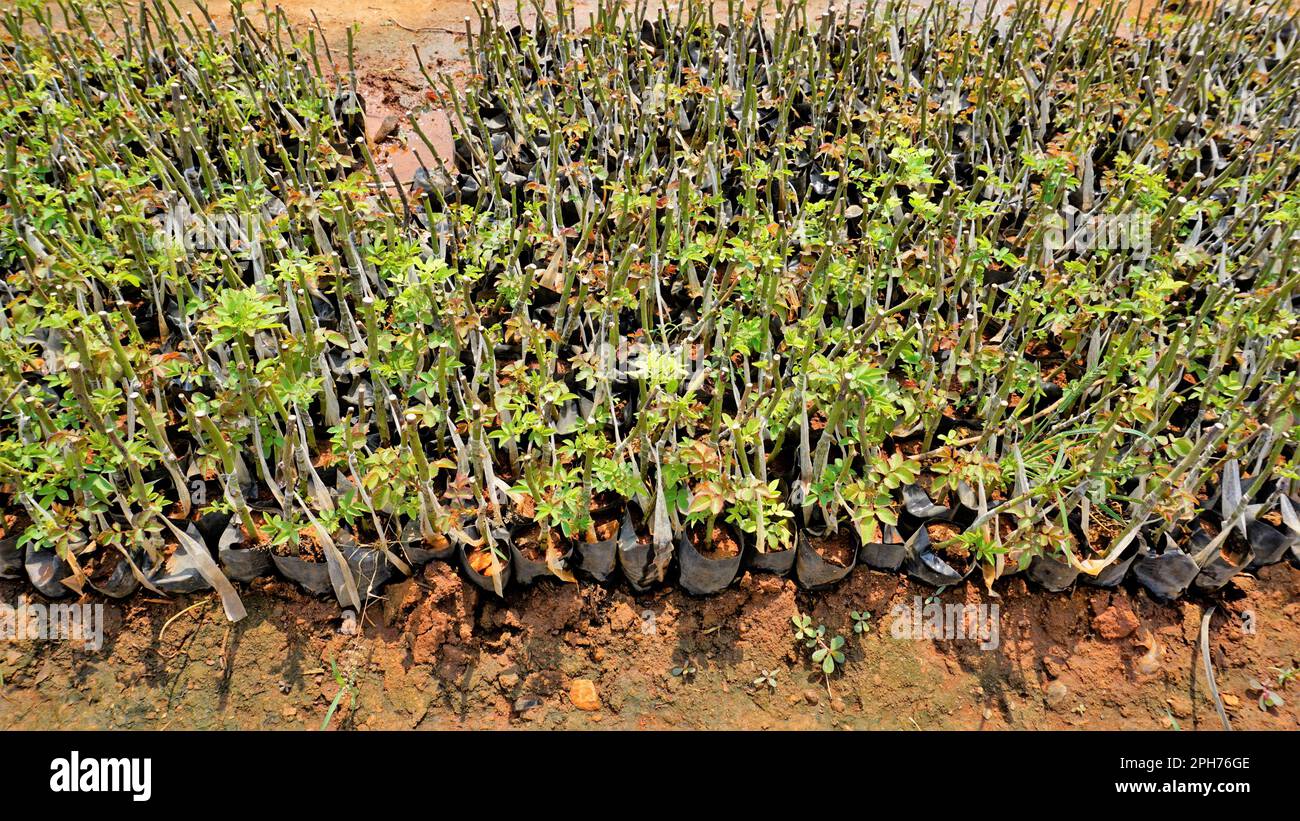 Manure And Roses Lineup of plantation of rose hedge plant mulched with manure in plastic ...