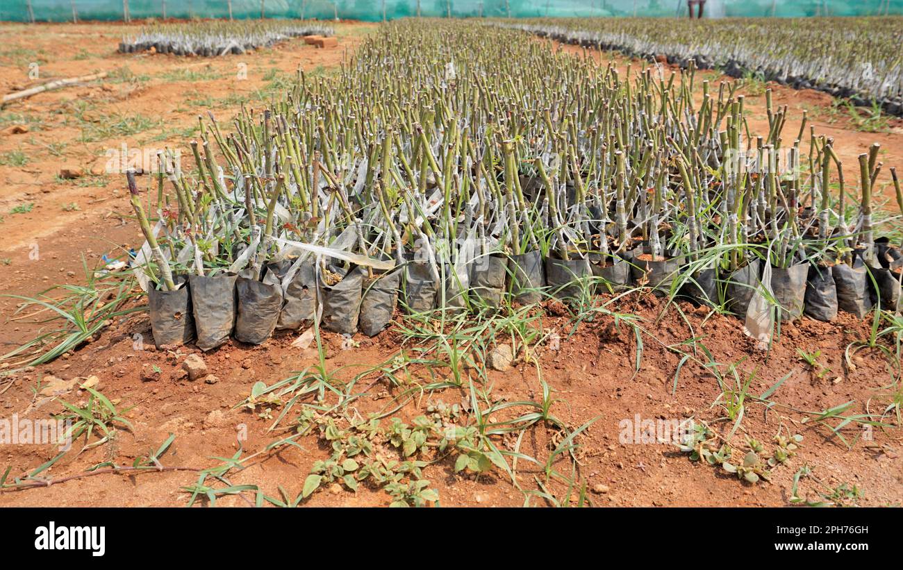 Manure And Roses Lineup of plantation of rose hedge plant mulched with manure in plastic ...