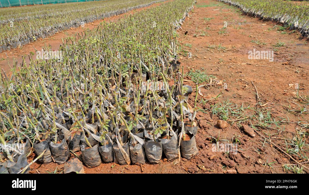 Lineup of plantation of rose hedge plant mulched with manure in plastic
