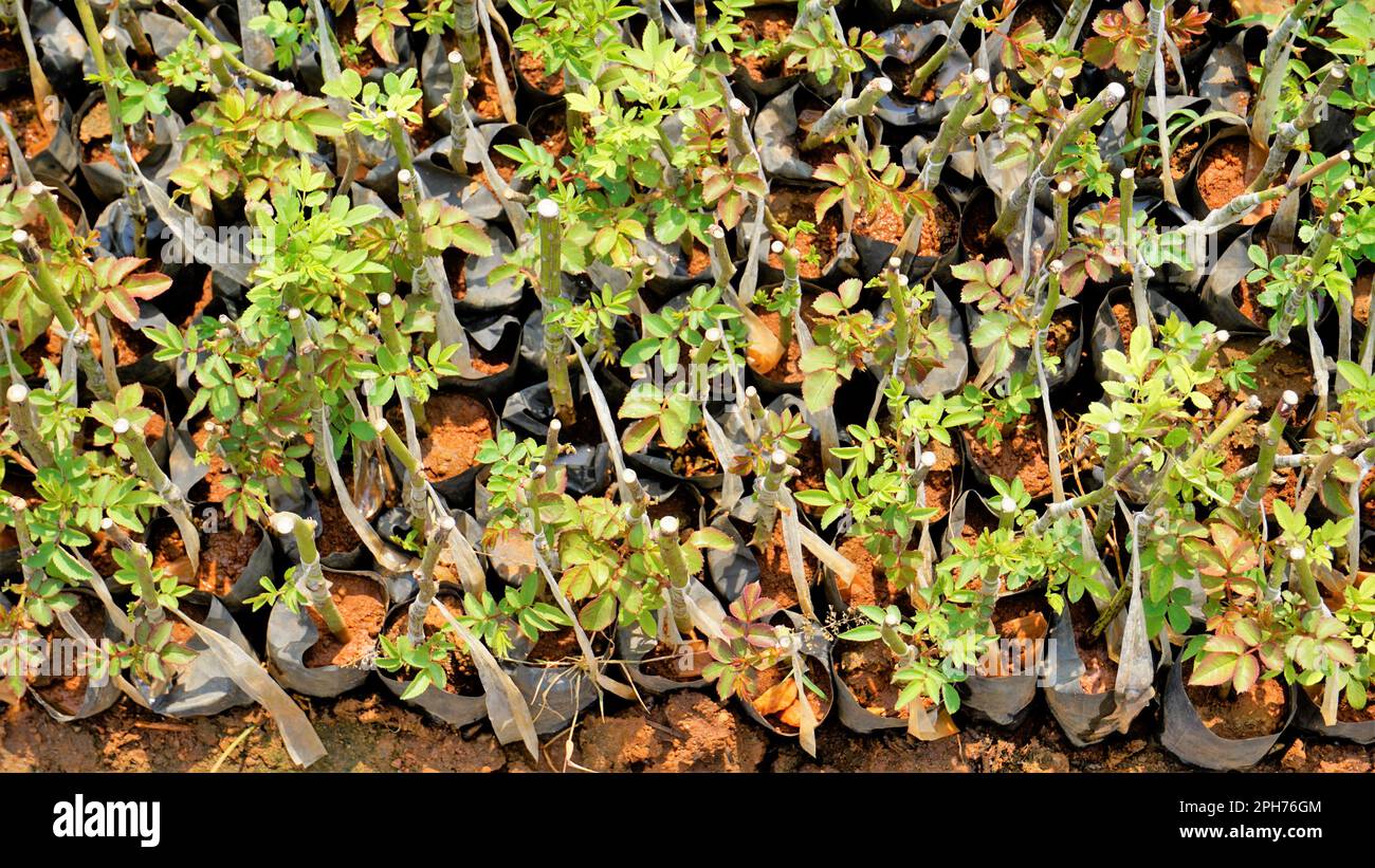Manure And Roses Lineup of plantation of rose hedge plant mulched with manure in plastic ...