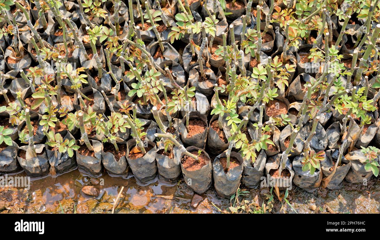 Manure And Roses Lineup of plantation of rose hedge plant mulched with manure in plastic ...