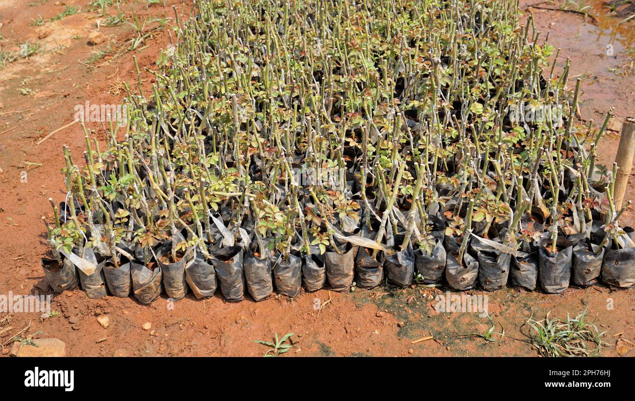 Lineup of plantation of rose hedge plant mulched with manure in plastic