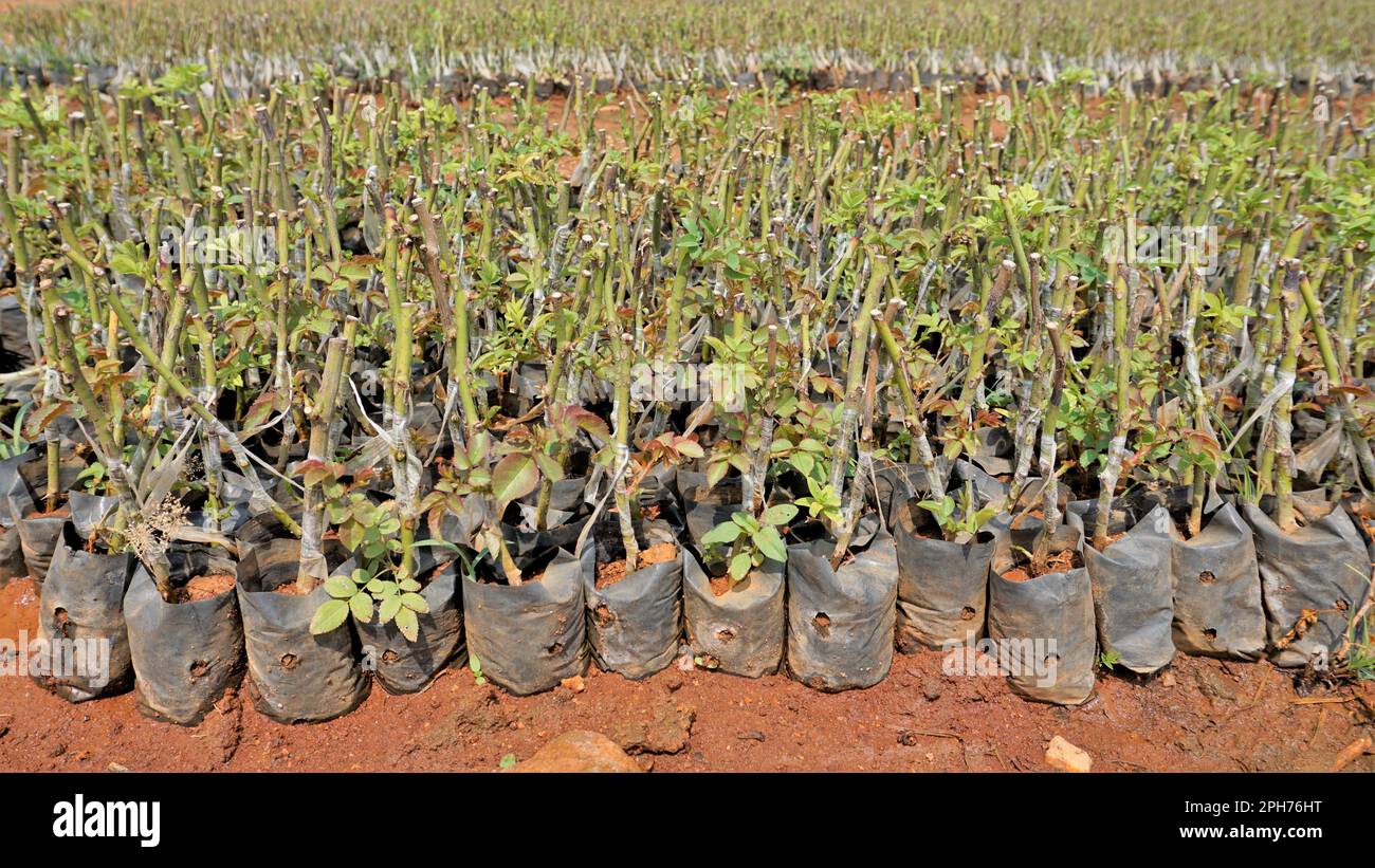 Manure And Roses Lineup of plantation of rose hedge plant mulched with manure in plastic ...