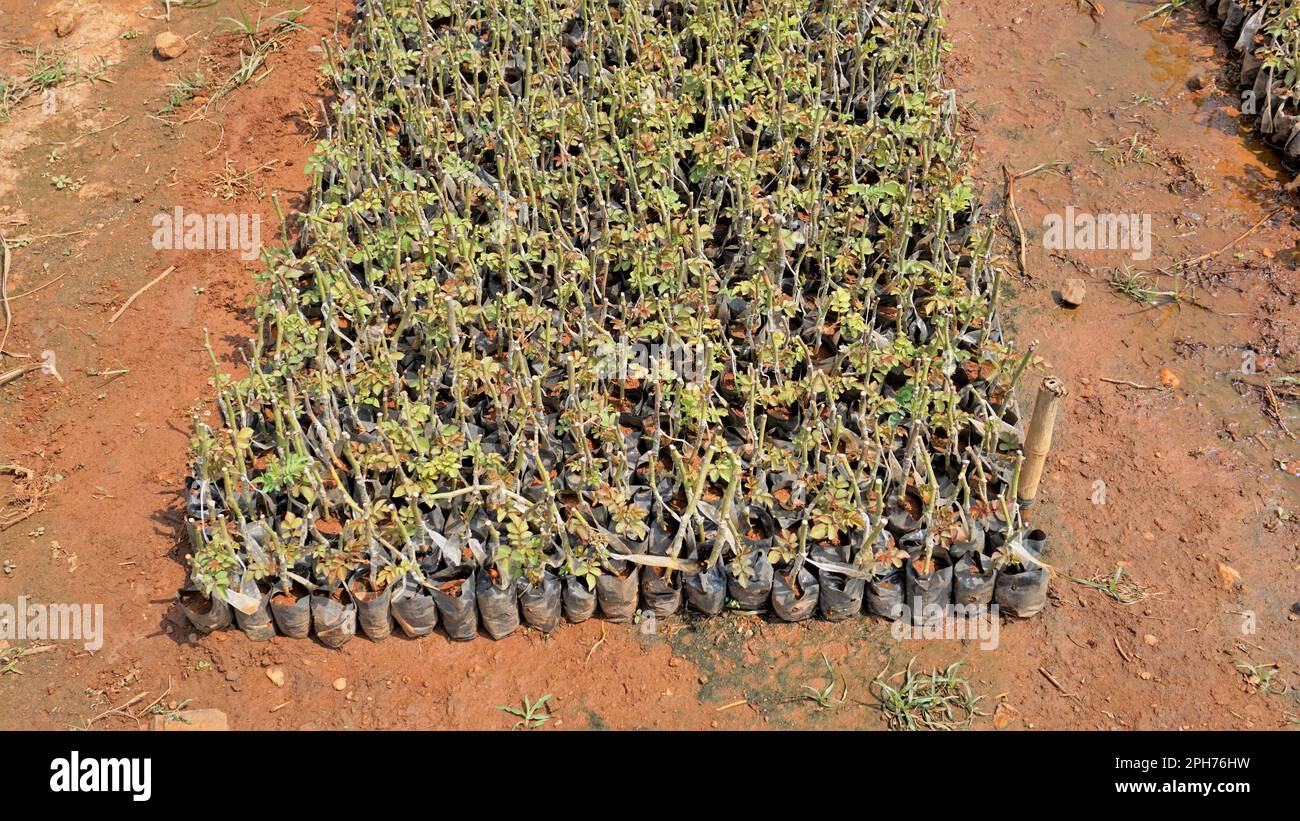 Manure And Roses Lineup of plantation of rose hedge plant mulched with manure in plastic ...