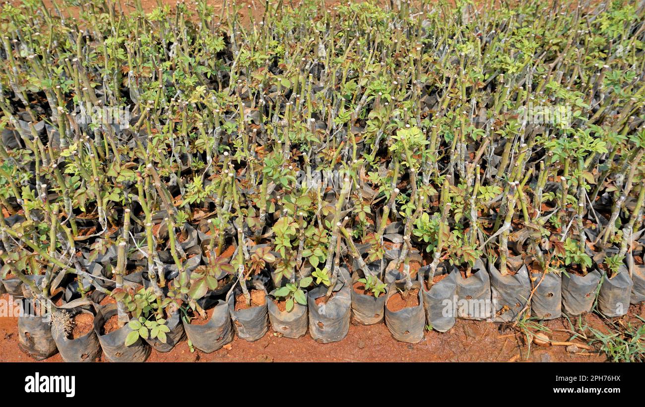 Lineup of plantation of rose hedge plant mulched with manure in plastic
