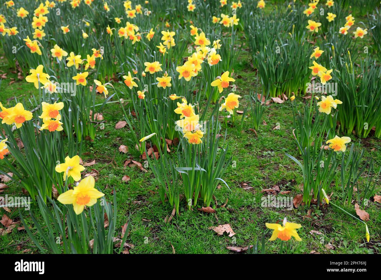 Spring daffodils, South West England. Taken March 2023. Stock Photo