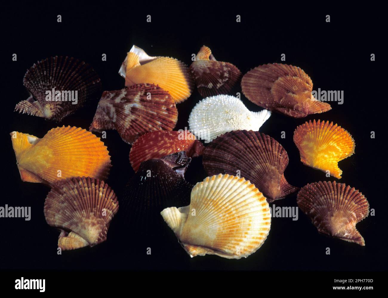 Chlamys varia hires stock photography and images Alamy