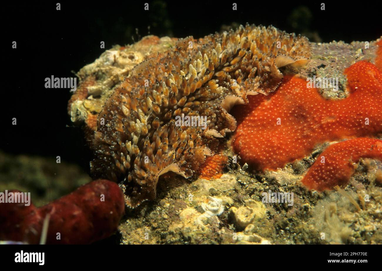 Marine flatworm Sardinia, Italy Stock Photo