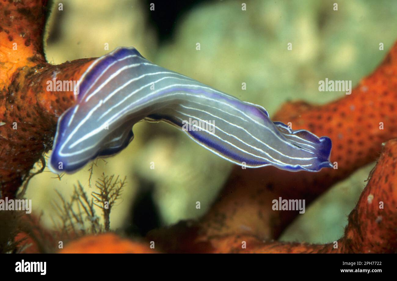 Prostheceraeus giesbrechtii is a flatworm in the family Euryleptidae Stock Photo