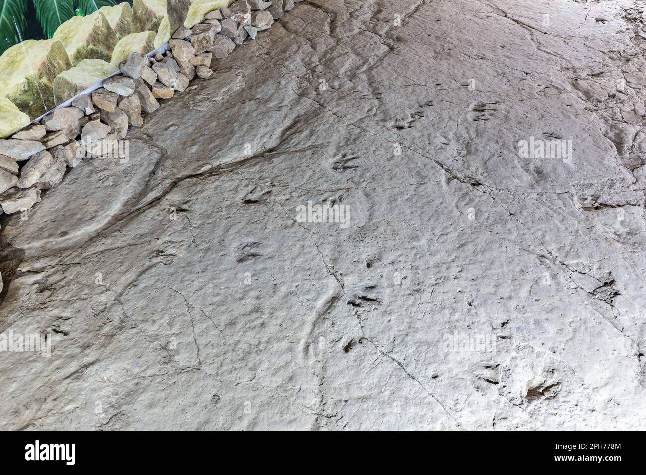 Well-preserved fossilized raptor, bird-like dinosaur three-fingered footprints on a rock in Sataplia Strict Nature Reserve, Georgia. Stock Photo