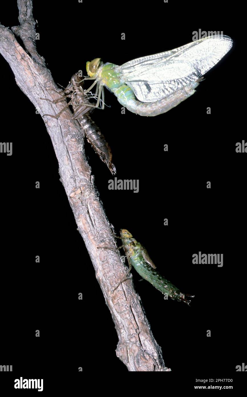 Dragonfly with its nymph cast Libellula schiusa di una larva di Anax parthenope. Stock Photo